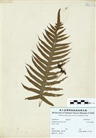 藏品(阿里山水龍骨)的圖片